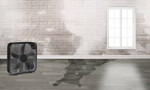 Best Ceiling water damage repair  in Stony Prairie, OH